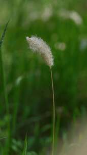 4K植物空镜素材——白茅（原声）