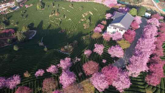 4K航拍福建龙岩台品樱花茶园