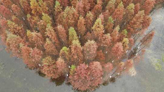 航拍长沙松雅湖公园秋天红色水杉林