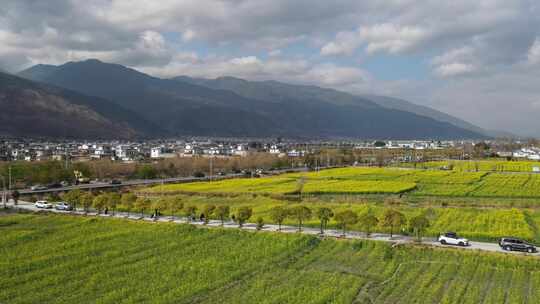 航拍大理苍山脚下大片油菜花田