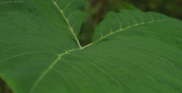 大绿色植物叶子的特写