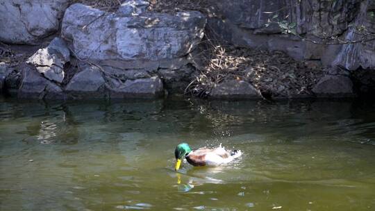 初春在水中嬉戏的野鸭子视频素材模板下载