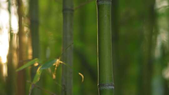 竹林  竹子  竹叶  绿色  阳光  植物