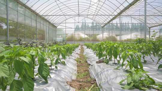 现代农业蔬菜大棚智慧农业三农