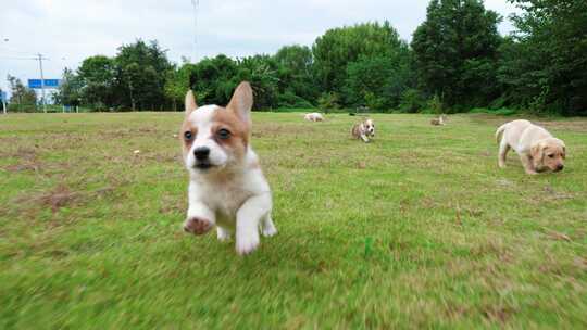 宠物狗拉布拉多幼犬草地欢乐奔跑慢镜头合集