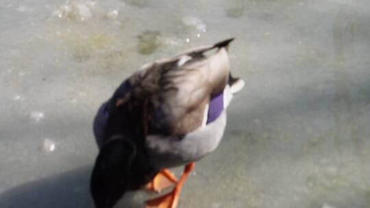 冬季结冰湖面上的水禽鸭子鸳鸯天鹅视频素材模板下载