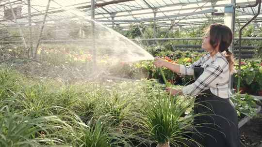 4K-花卉大棚里的女人在给植物浇水