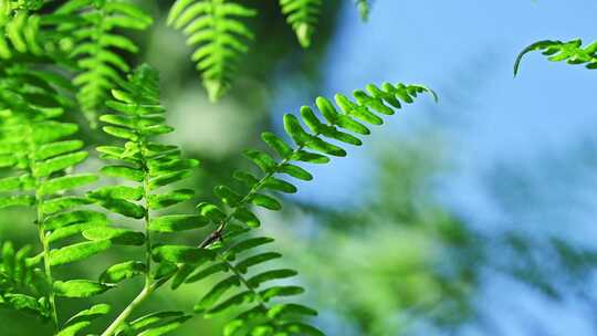 阳光照射下的森林绿色蕨类植物叶子特写