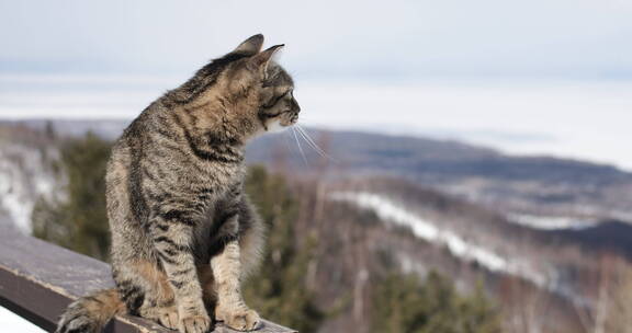 滑雪场悠闲的猫咪4K素材