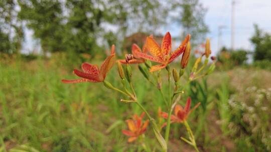 黄花菜素材视频素材模板下载