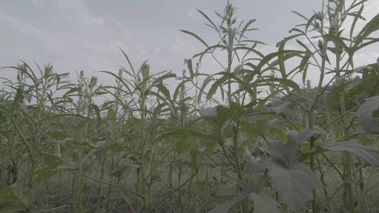 秋葵秋葵花秋葵果实LOG视频素材