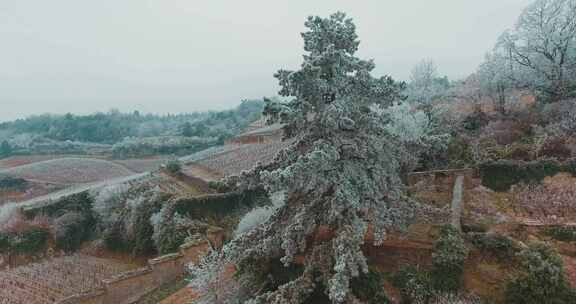 冬季，农田，葡萄园，雪