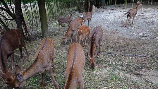 梅花鹿动物野生动物养殖鹿角鹿茸