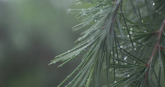 下雨树叶花朵上的雨水雨珠