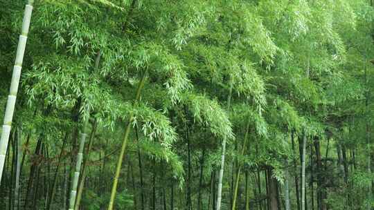 下雨天竹林景观特写，竹节挺拔竹叶繁茂