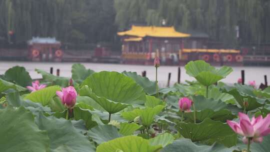 济南夏季大明湖，雨中荷花盛开娇艳醉人