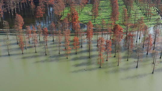 4K上海西郊野水上公园杉树