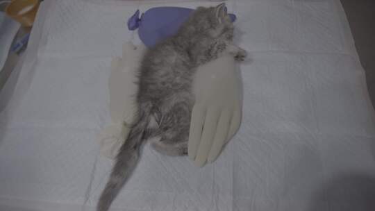 宠物医院里的猫咪幼崽视频素材模板下载