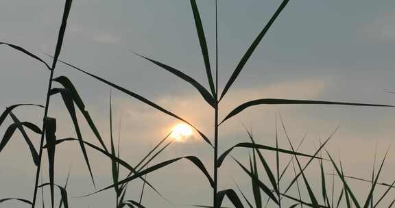 湖水 波纹 芦苇 摇曳 宁静 空镜