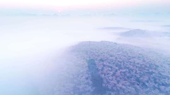 航拍贵州平坝樱花