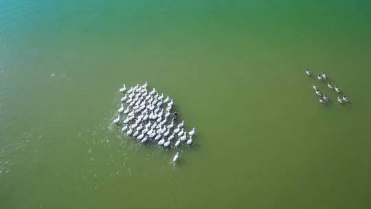 航拍湖中鸭子人与动物和谐共处
