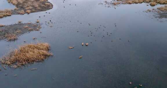 4k贵州威宁草海黑颈鹤栖息地升格航拍