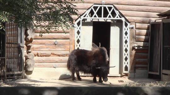 动物园里的西藏牦牛