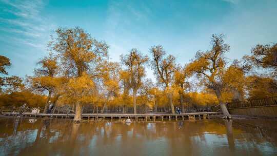 额济纳胡杨林小火车内蒙古风景秋天胡杨