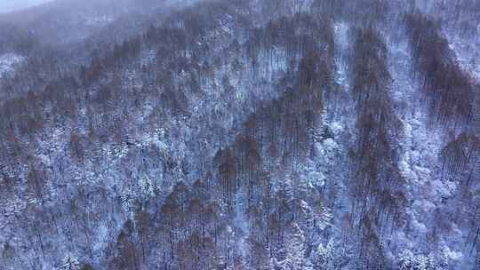 航拍东北下暴雪林海雪原威虎山