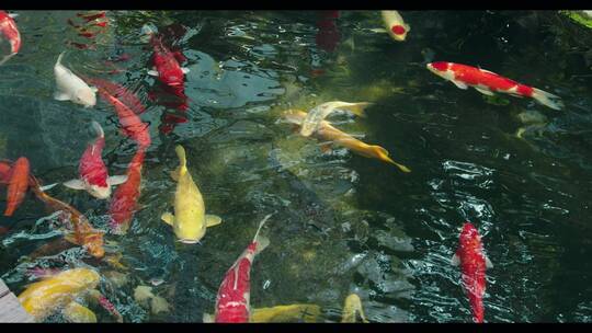 4K水池里的金鱼在游动视频素材模板下载