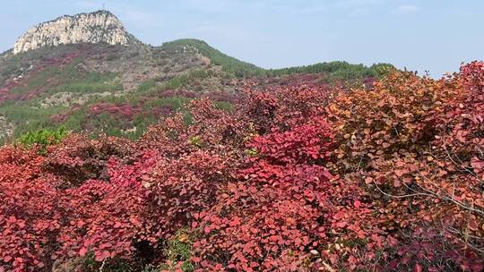 济南红叶谷景区，红叶满山迎来最佳观赏