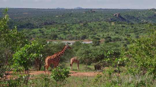 Giraffe，Safari，森林，肯尼