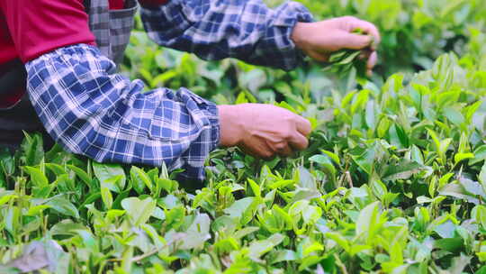 广东清远英德乡村茶园茶叶茶农采茶特写4K