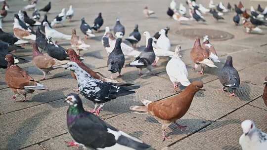 广场上群集的鸽子