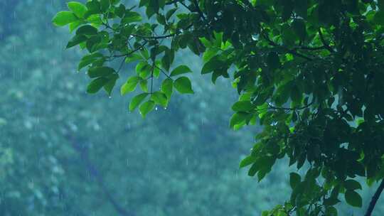 森林树叶下雨