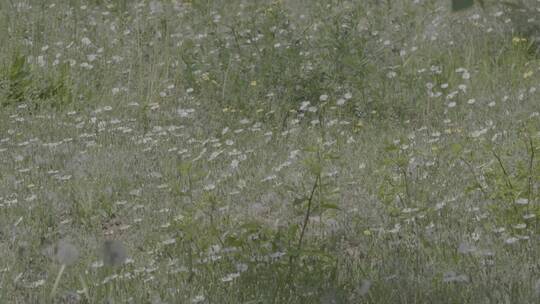 野花野草蒲公英LOG