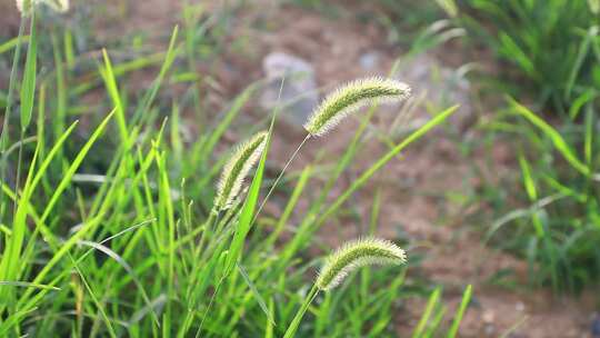 狗尾巴草