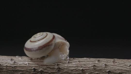 蜗牛从壳中伸出头开始爬行LOG