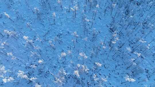 鸟瞰寒冬林海雪原松林