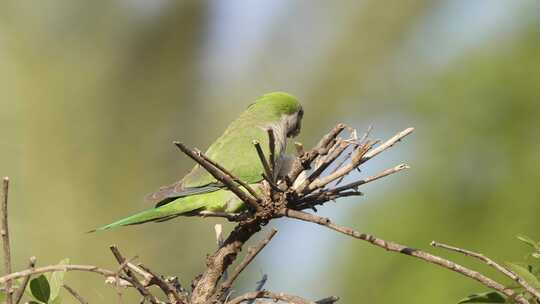 一只野生小和尚长尾鹦鹉的特写镜头，小和尚栖息在尖尖的树枝上，进食