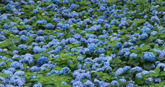 杭州临平公园无尽夏绣球花花海