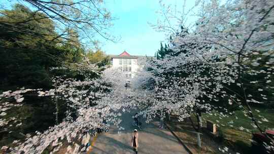 南京林业大学樱花盛开的校园小路风景穿越机