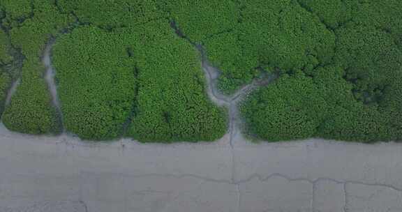 泉州海湾红树林