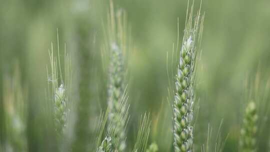 灌浆扬花期的小麦