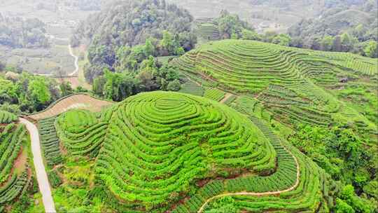 四川雅安大地指纹茶山茶园航拍