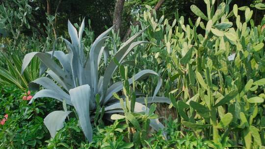 沙漠植物沙生植物园仙人球仙人掌