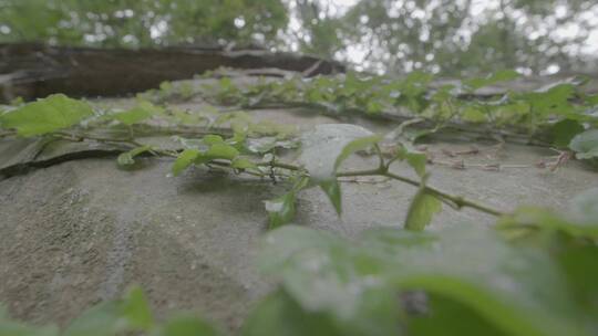 雨后爬山虎LOG视频素材