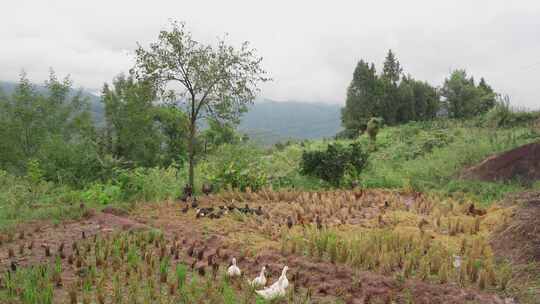 农村散养鸡鸭鹅三农生态视频素材模板下载