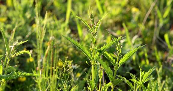 野生药用植物蜇麻子