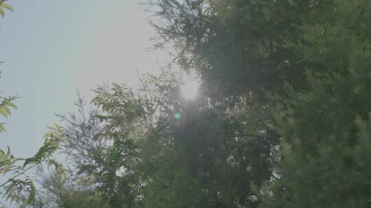 阳光透过风吹动树叶视频素材模板下载